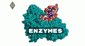 Энзимы — Топ-10 полезных свойств