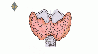 Щитовидная железа ― профилактика заболеваний